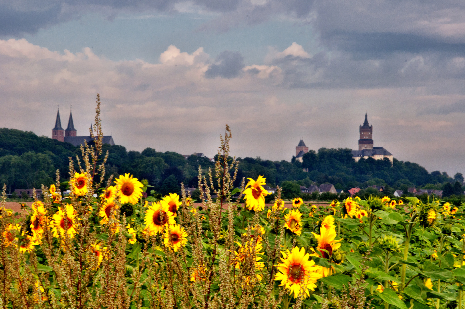 ...Sonnenblumen vor Schwanenburg und Stiftskirche...