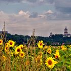 ...Sonnenblumen vor Schwanenburg und Stiftskirche...