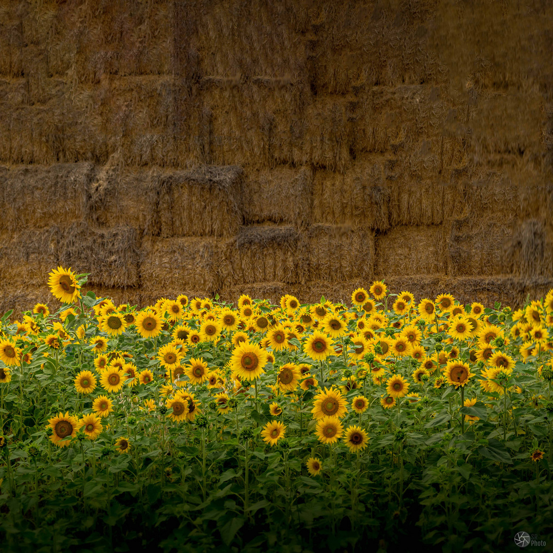 Sonnenblumen vor Strohballen