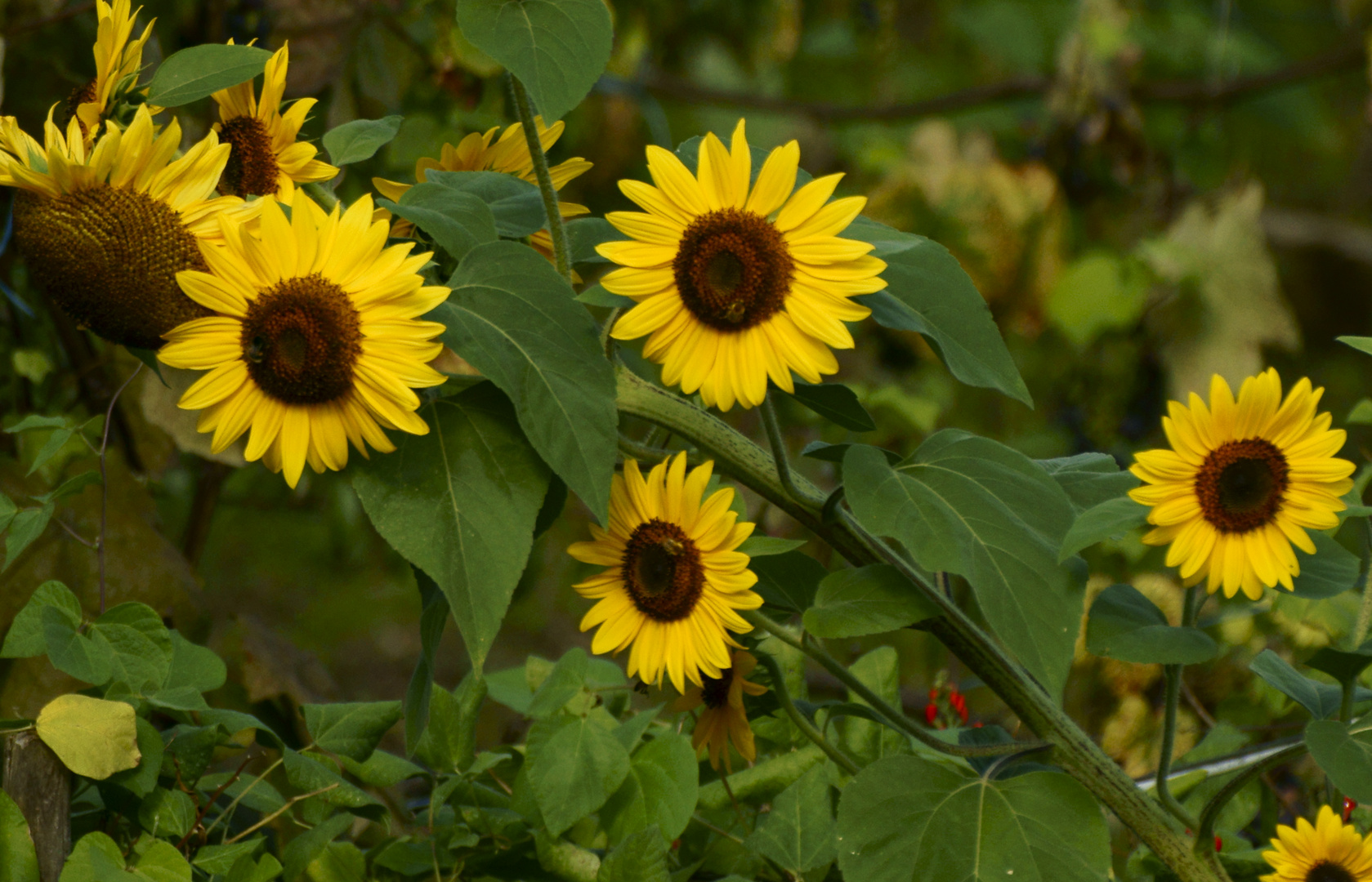 Sonnenblumen vorm Fenster