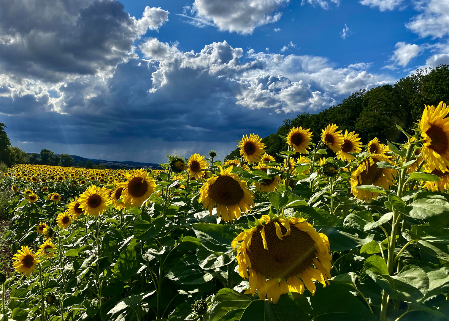 Sonnenblumen-Wärme, Lebensfreude, Fröhlichkeit