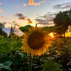 Sonnenblumen-Wärme, Lebensfreude, Fröhlichkeit