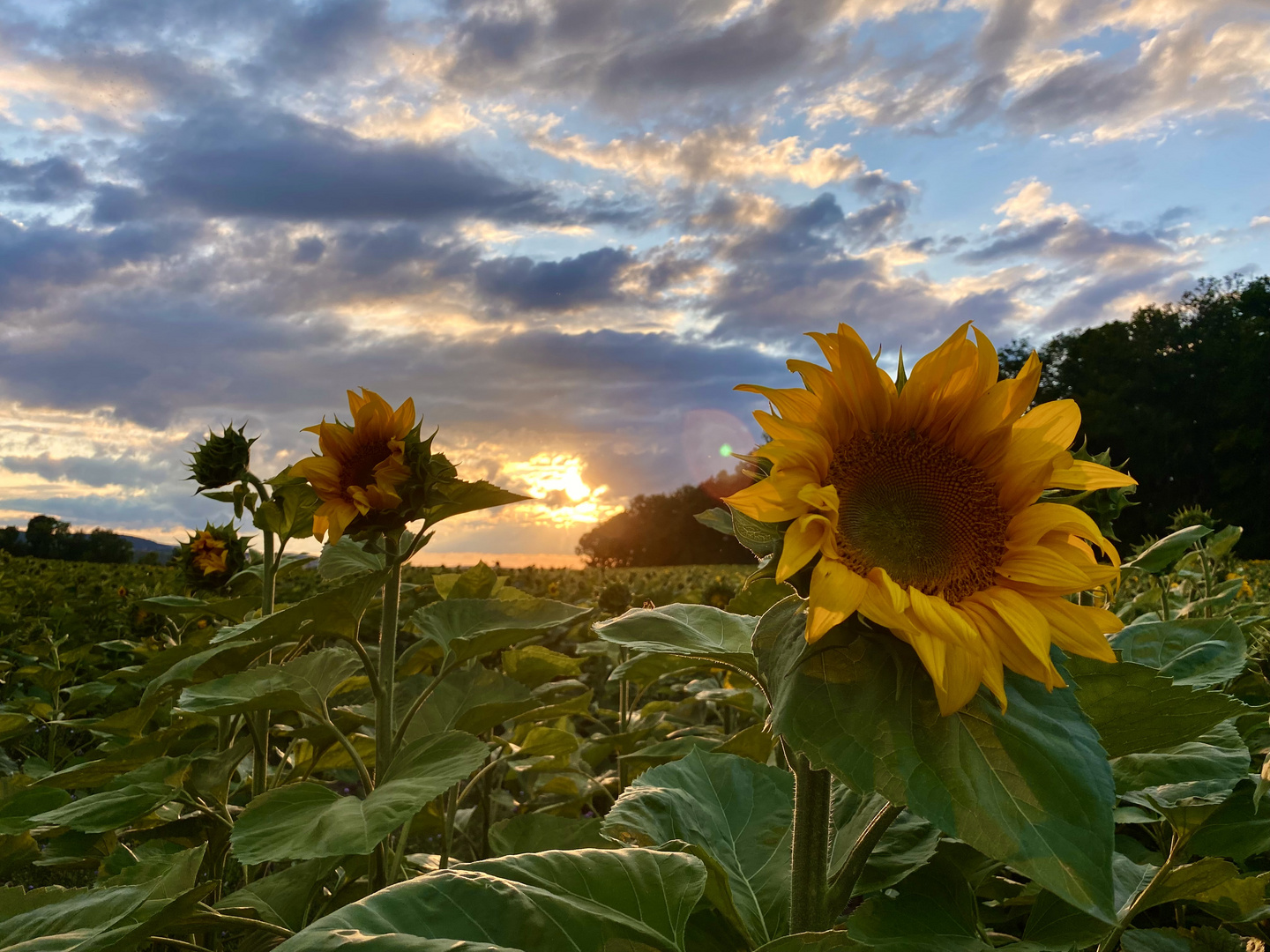 Sonnenblumen-Wärme, Lebensfreude, Fröhlichkeit