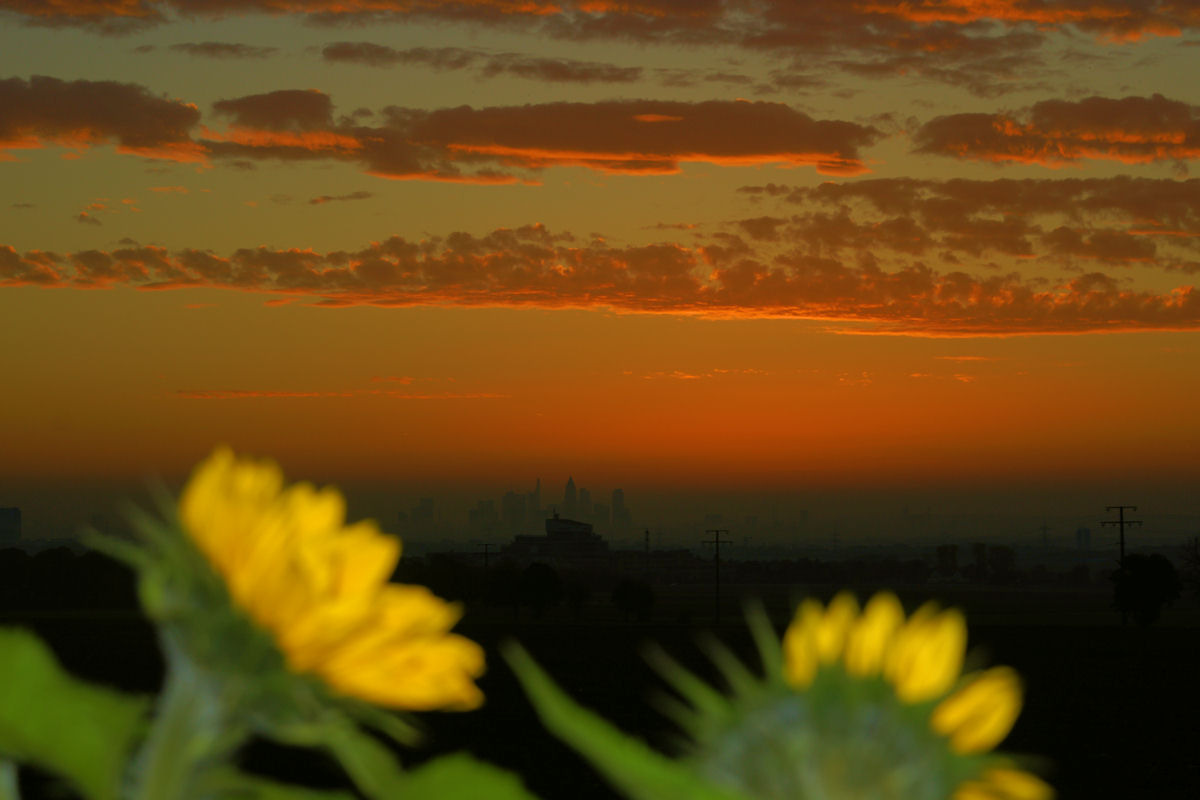 Sonnenblumen warten auf den Sonnenaufgang