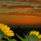 Sonnenblumen warten auf den Sonnenaufgang