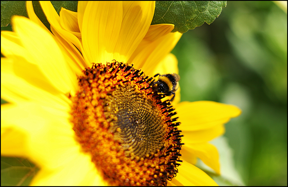 Sonnenblumen....? wie sahen noch mal Sonnenblumen aus....