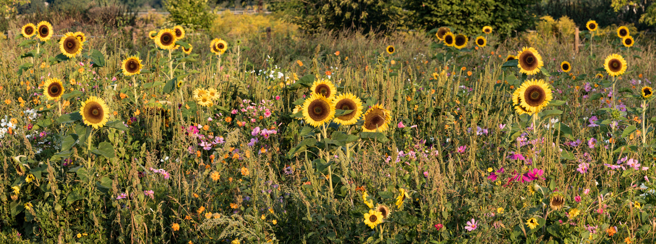 Sonnenblumen-Wiese