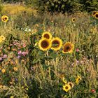 Sonnenblumen-Wiese