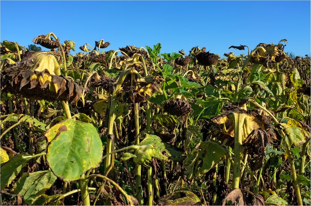 Sonnenblumen Wirrwarr