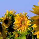 Sonnenblumen wohin das Auge reicht