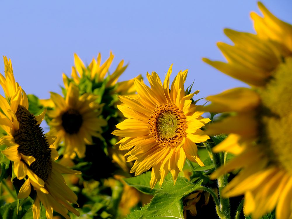 Sonnenblumen wohin das Auge reicht