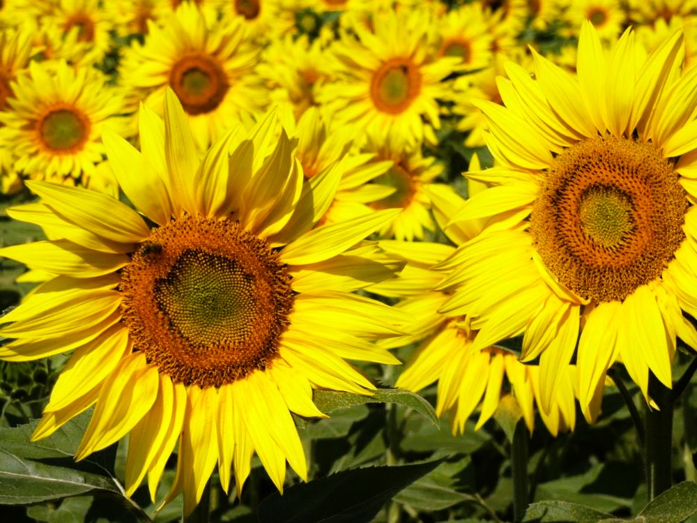 Sonnenblumen x1