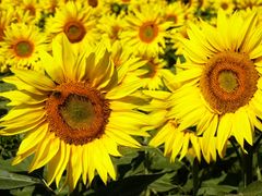 Sonnenblumen x1
