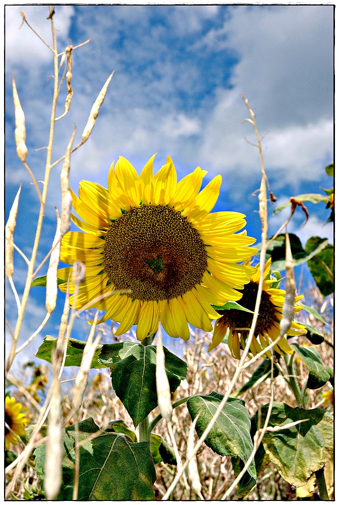 Sonnenblumen zaubern ein Lächeln auf jedes Gesicht Foto & Bild