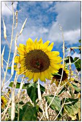 Sonnenblumen zaubern ein Lächeln auf jedes Gesicht