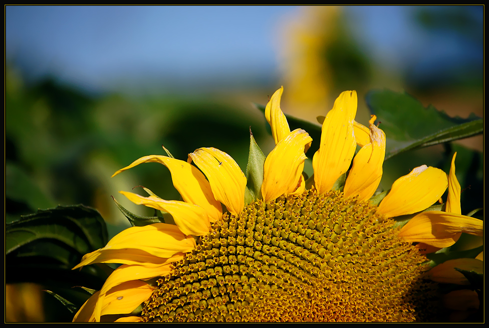 "Sonnenblumen - Zeit" ~2