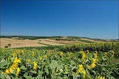 Sonnenblumen-Zeit...