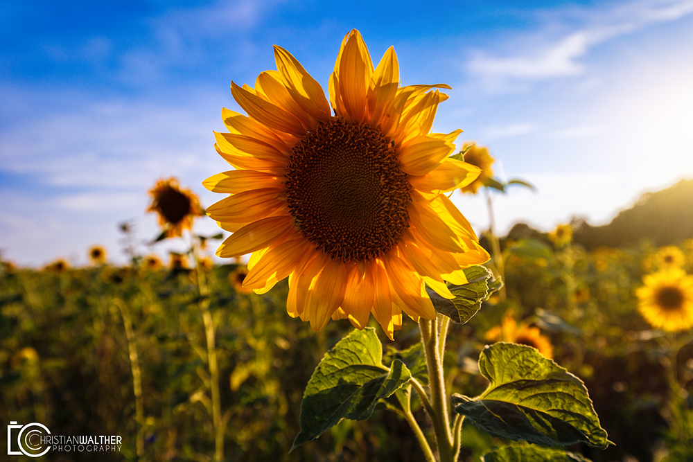 ...Sonnenblumen-Zeit...