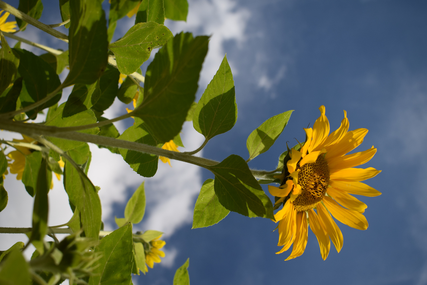 Sonnenblumen - Zeit !!!!