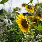 Sonnenblumen Zeit die Vierte