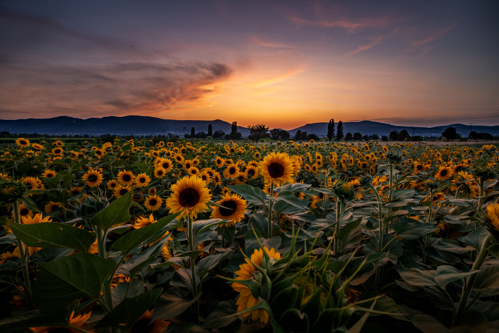 Sonnenblumen zu Sonnenuntergang