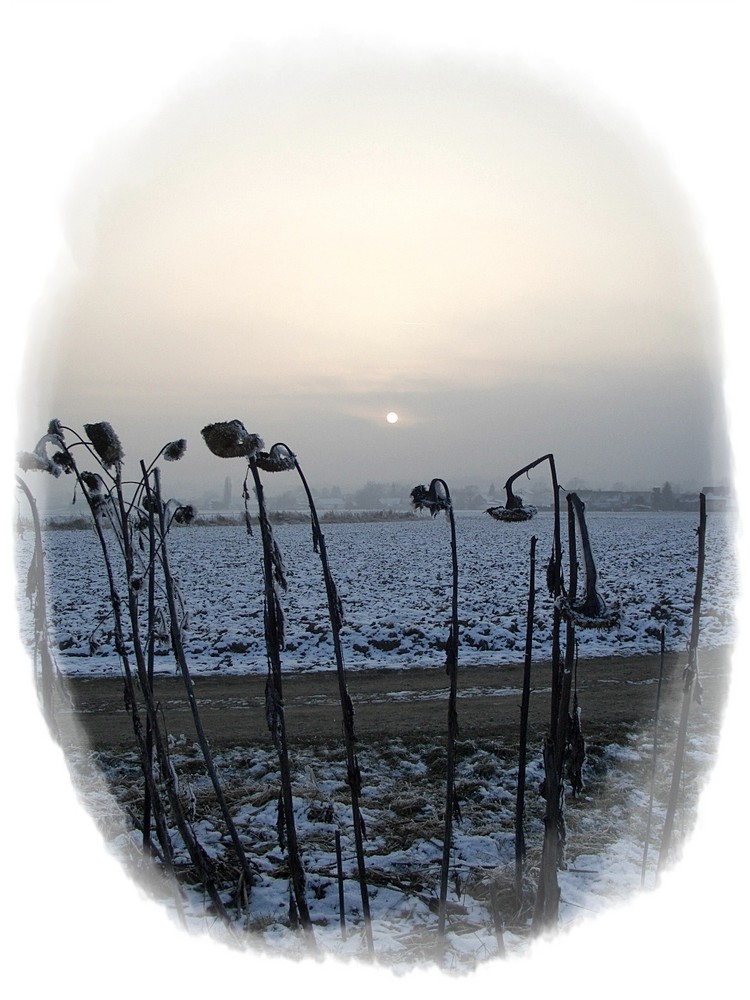 Sonnenblumen zum Dritten (Bearbeitungsversuch)