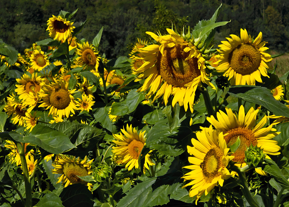 Sonnenblumen zum Selberpflücken! Foto & Bild pflanzen, pilze