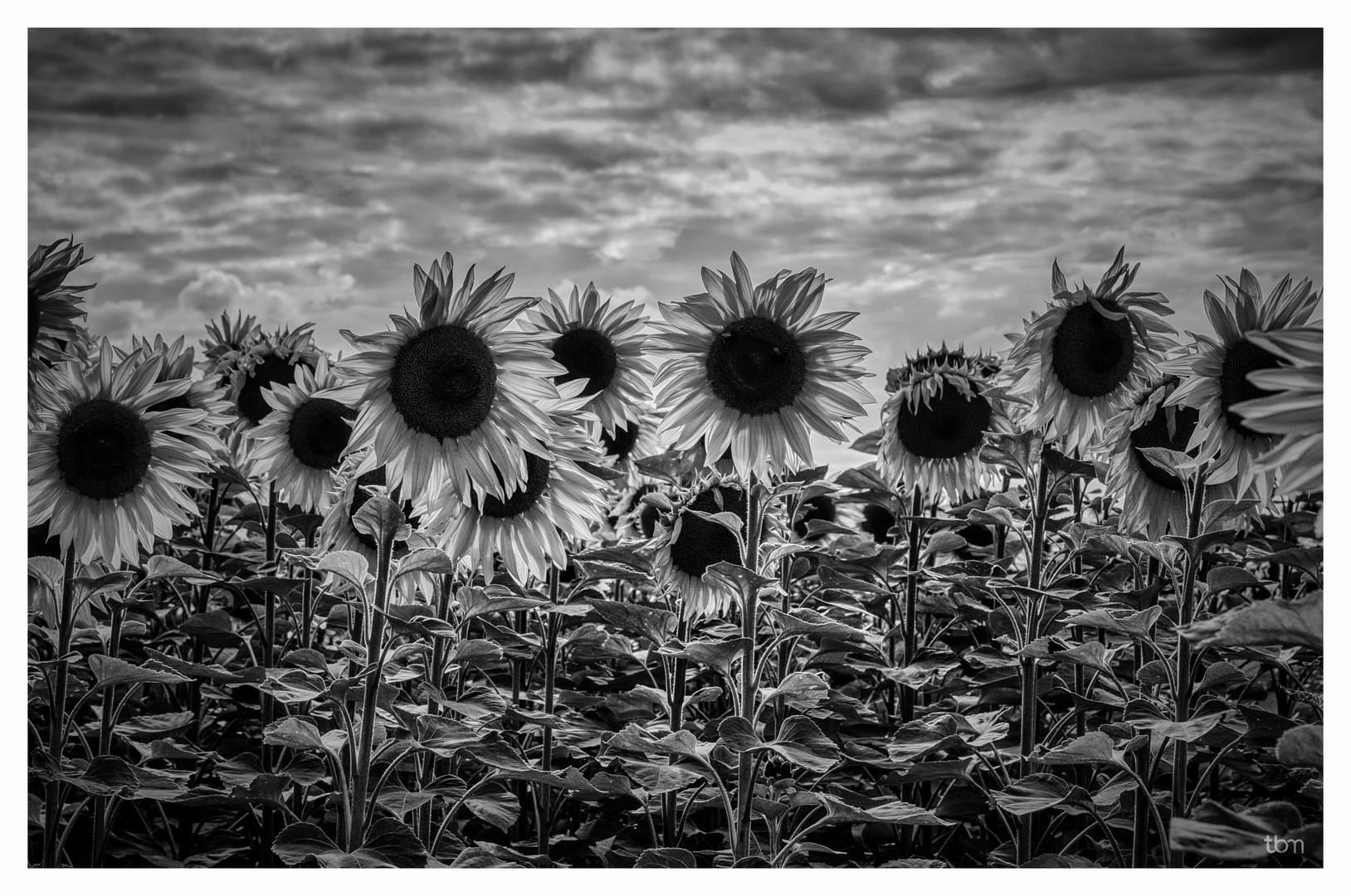 Sonnenblumen zum selberpflücken