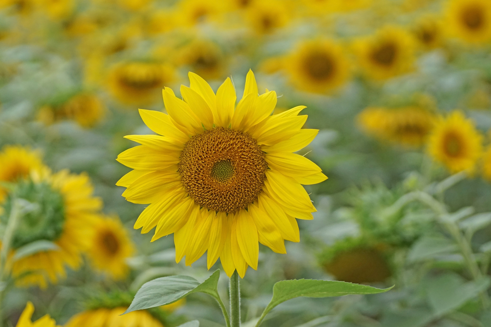 Sonnenblumen zum Sommerausklang