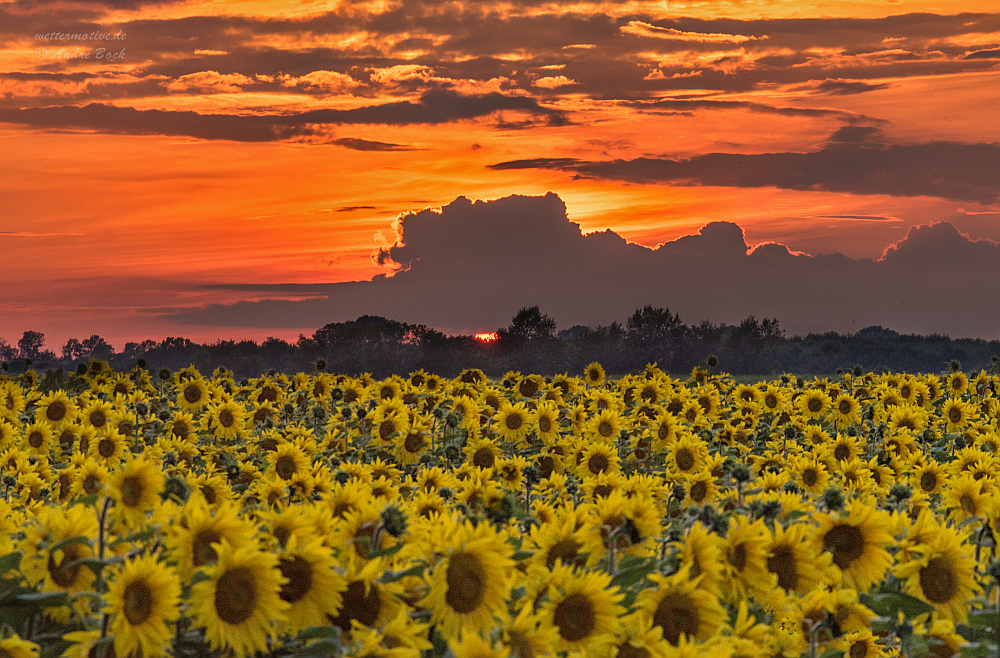 Sonnenblumen zum Sonnenuntergang