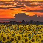 Sonnenblumen zum Sonnenuntergang