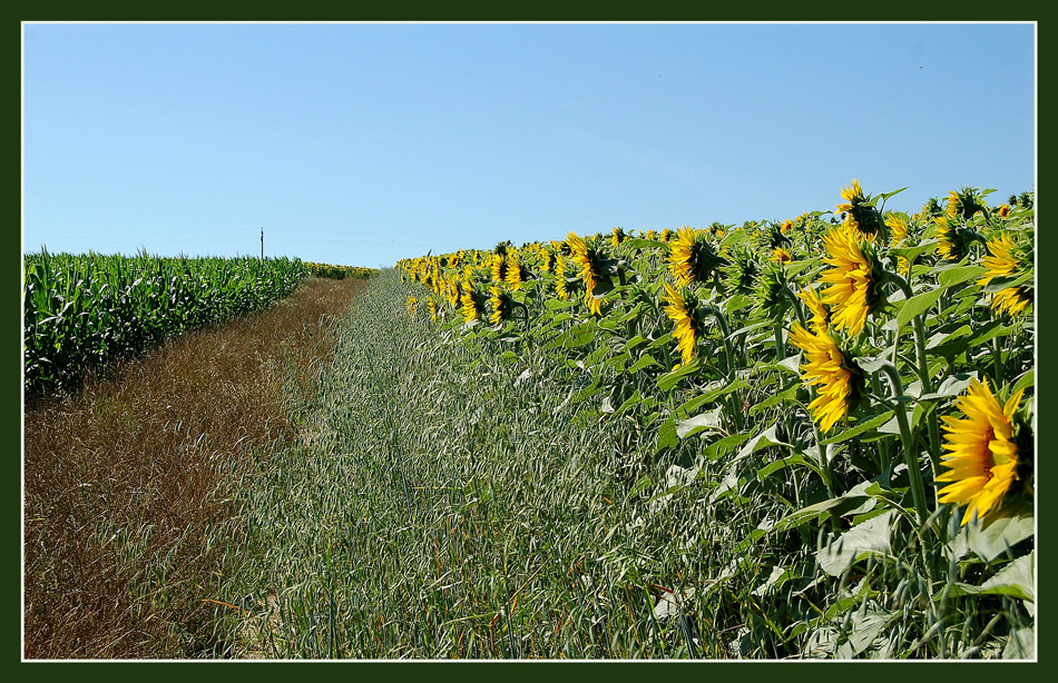 Sonnenblumen - zur Erinnerung...