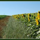 Sonnenblumen - zur Erinnerung...