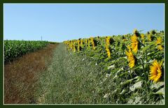 Sonnenblumen - zur Erinnerung...