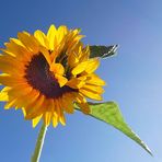 Sonnenblumen-Zwilling