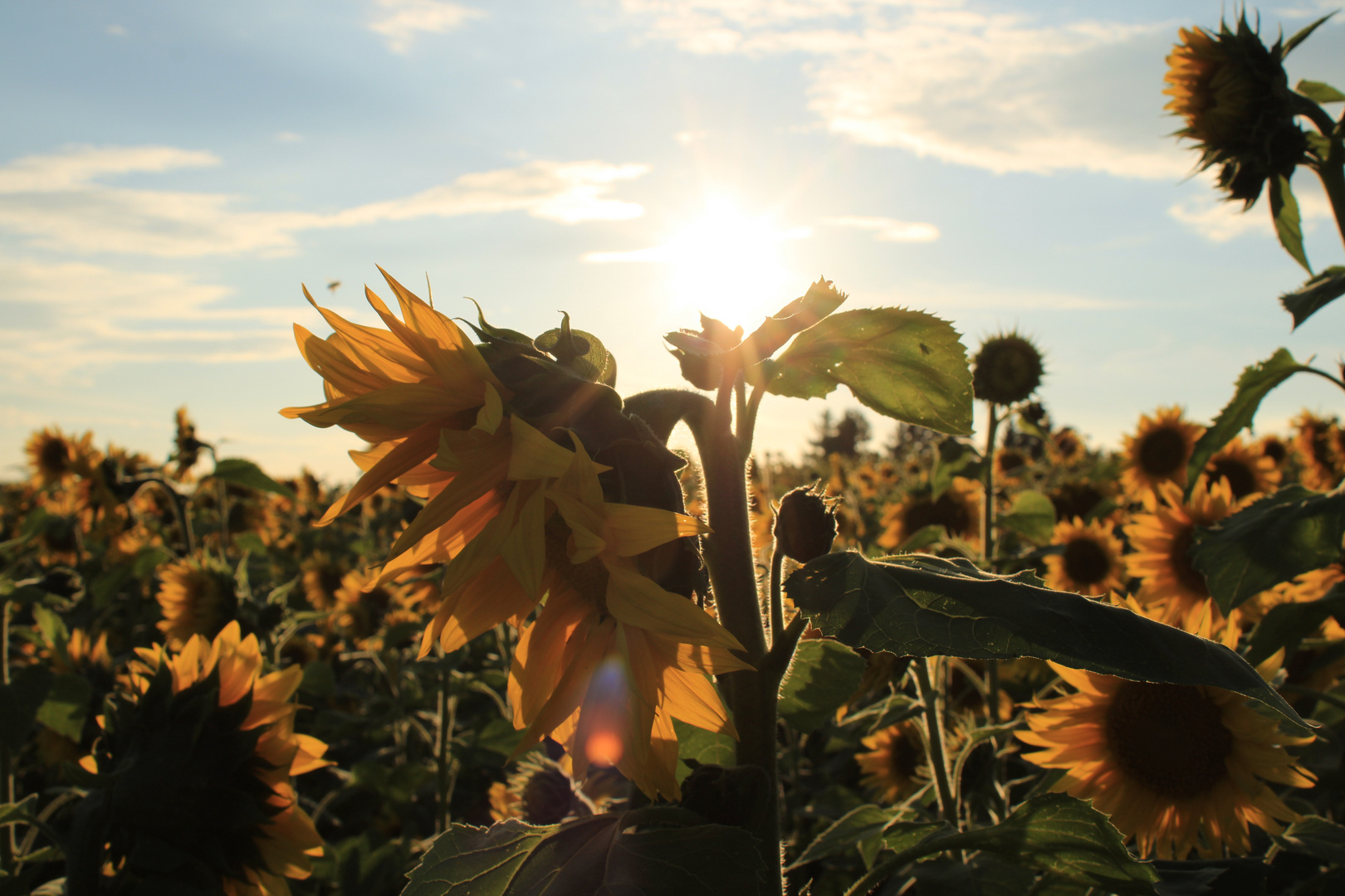 Sonnenblumenabend