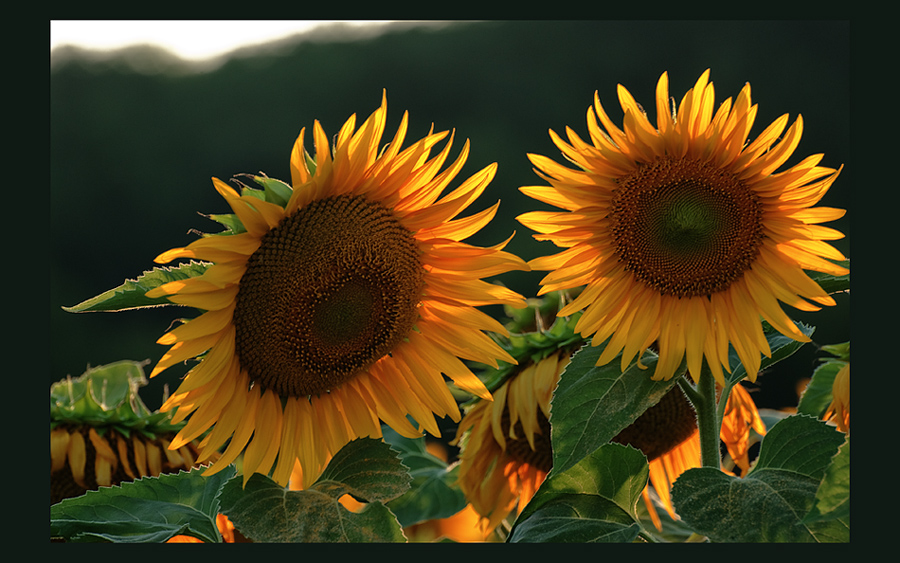 Sonnenblumenabend bei Sovicille/Siena - Toscana