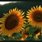 Sonnenblumenabend bei Sovicille/Siena - Toscana