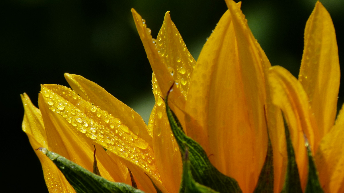 .Sonnenblume.....nach dem Regen...