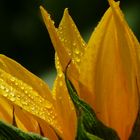 .Sonnenblume.....nach dem Regen...
