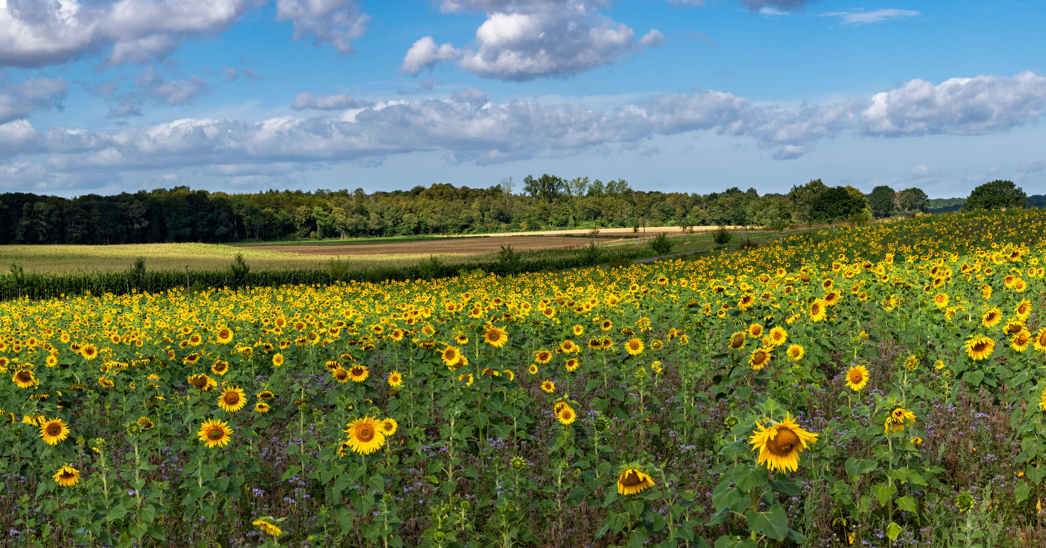 Sonnenblumenacker