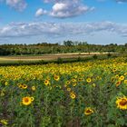 Sonnenblumenacker