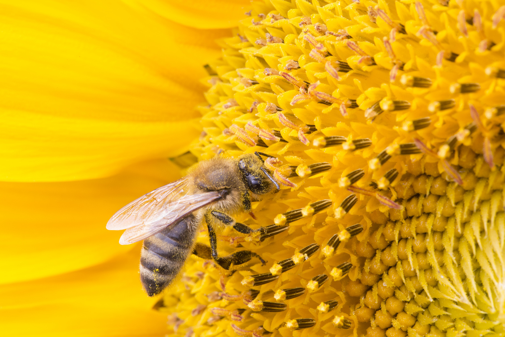 Sonnenblumenanbeter