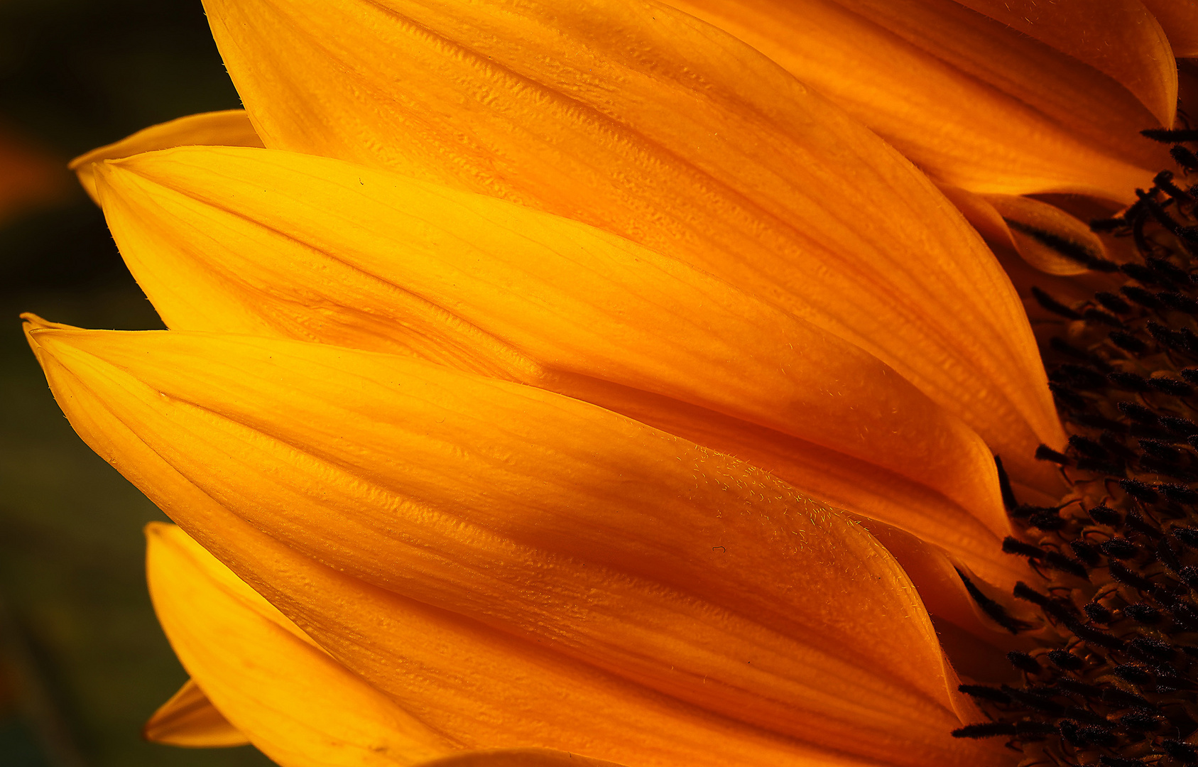 Sonnenblume_Natürlich Glanzlicht_fc