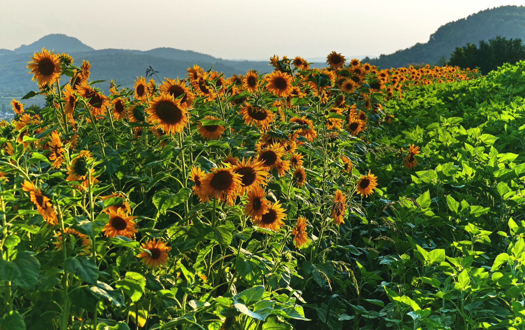 Sonnenblumenband