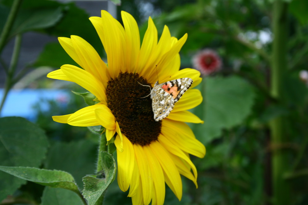 Sonnenblumenbesuch