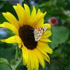 Sonnenblumenbesuch