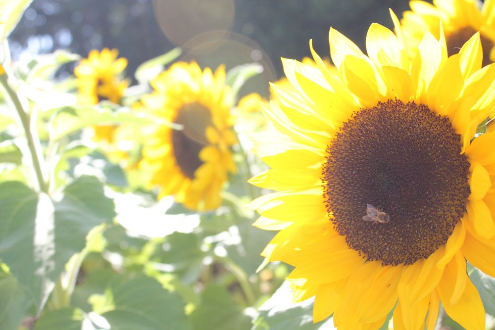 Sonnenblumenbesuch