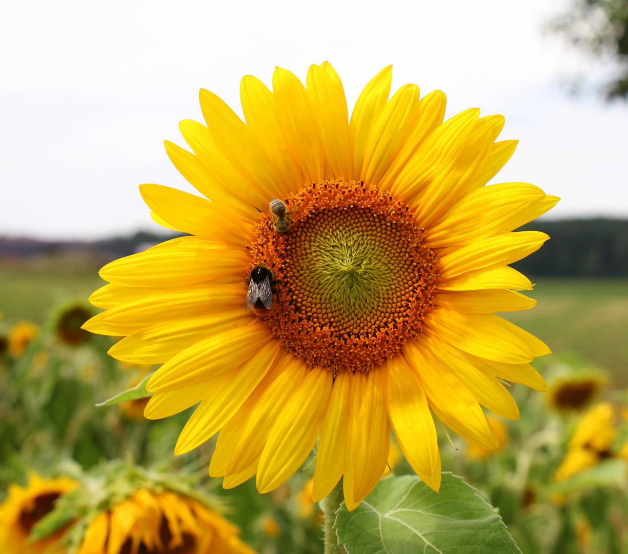 Sonnenblumenbesuch