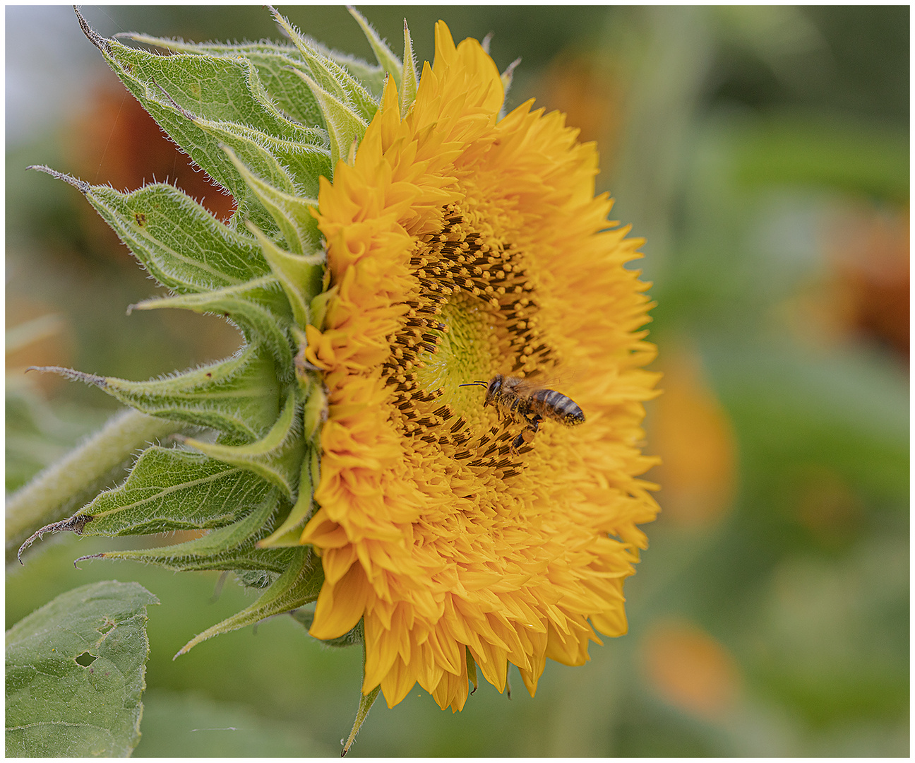 Sonnenblumenbesucherin